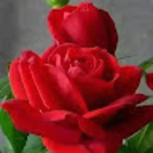 Meet your Posher, Janeth